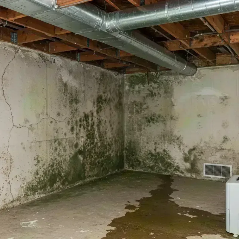 Professional Mold Removal in Sergeant Bluff, IA